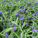 Tradescantia x andersoniana 'Isis'